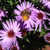 Aster 2 /  octobre 2017